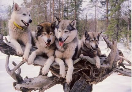 Siberian Husky Pictures, Images and Photos